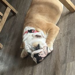 Matilda - Bulldog