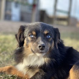 Meatloaf - Toy Australian Shepherd