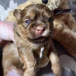 Freddy - Red Shih Tzu puppy in Wilkesboro, North Carolina from Frannie and Annie Shih Tzu Babies