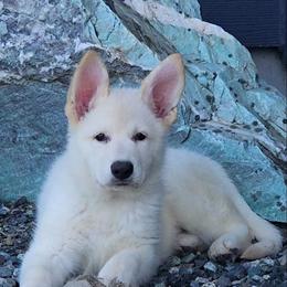 Christa - White female German Shepherd puppy in Sequim, Washington from German Shepherd Haus