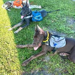 Great Dane Puppies from F&B Kennels