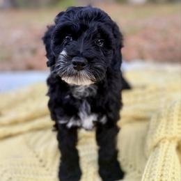 Frodo - Black and white male Cockapoo puppy in Tallahassee, Florida from Panhandle Pups