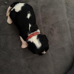 Ms. Red - Tri-color female Cavalier King Charles Spaniel puppy in Rocky Ford, Colorado from Scofield Cavaliers