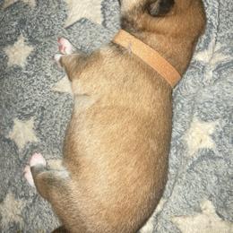 Barnaby - Red male Shiba Inu puppy in Nashua, New Hampshire from My Beloved Shiba LLC
