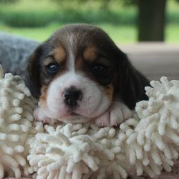 Floe - Black tan and white female Beagle puppy in Morrill, Kansas from Kelle Beagles