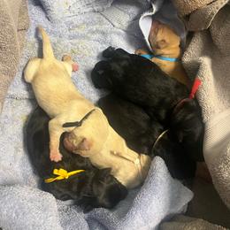 Black Boy 2 - Black male Labrador Retriever puppy in Bend, Oregon from Stirpe Corleone Labradors