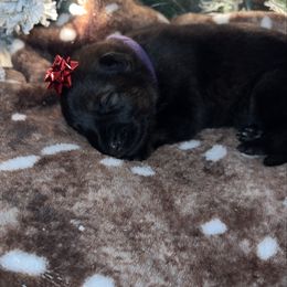 Purple color - Sable female German Shepherd puppy in Marion, Ohio from Legacy K9’s