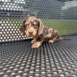 Ace - Dapple male Dachshund puppy in Mc Alester, Ok, Oklahoma from New Hope Miniature Dachshunds