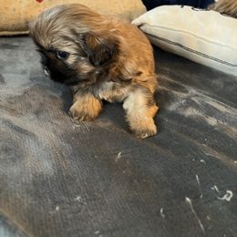 Peanut - Red male Shih Tzu puppy in Pottstown, Pennsylvania from DHDoggs Shih Tzu
