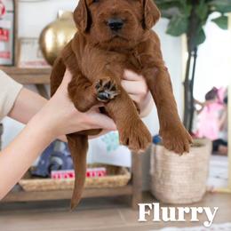 Flurry - Red female Irish Doodle puppy in Mesa, Arizona from Desert Doodles