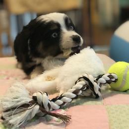 Toy Australian Shepherd All Grown Up from The Ranch of the Sun Toy Aussies