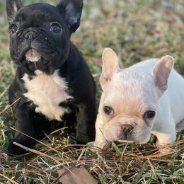 French Bulldogs from Frazier Frenchie