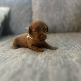 White - Buff female Cockapoo puppy in Maurice, Louisiana from Cajun Cockapoo’s
