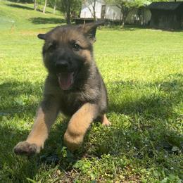 Blue collar male - Sable male German Shepherd puppy in Cumberland Gap, Tennessee from Royal Port K-9