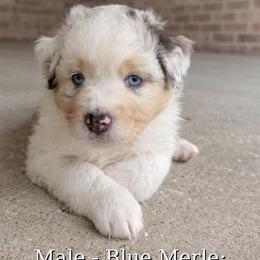 Miniature Australian Shepherd Puppies from TK Kennels