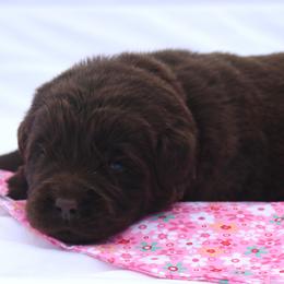 Bonnie (pink collar) - Brown female Newfoundland puppy in Kimball Twp, Michigan from Pine River Newfoundlands