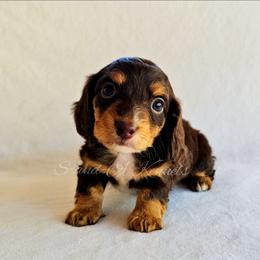 Augustus - Chocolate and tan male Dachshund puppy in Quitman, Mississippi from S-and-A Kennels