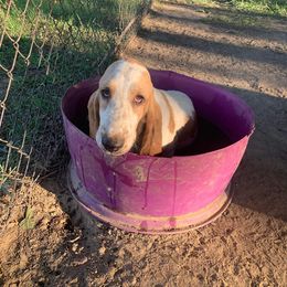 Basset Hound All Grown Up from Lakeside Basset Hounds, Missouri