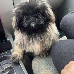 Bingo - Pekingese