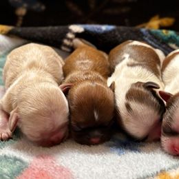 Shih Tzu puppies from Pine Pawz