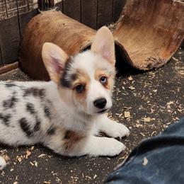 American Corgi and Pembroke Welsh Corgi Puppies from Nightstreak Corgis
