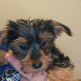 Meeko - Black and tan male Yorkshire Terrier puppy in West Plains, Missouri from Brinkley Yorkies