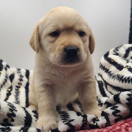 Lucy - Yellow female Labrador Retriever puppy in New Oxford, Pennsylvania from Precious Mountain View Labrador