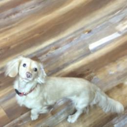Kari - Dachshund