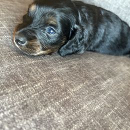 Hunter - Black and tan male Dachshund puppy in Tonopah, Arizona from Brandie's Dachshunds