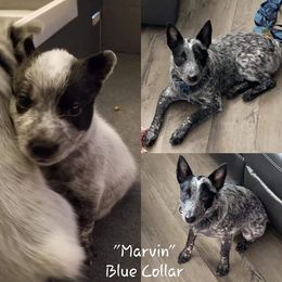 Australian Cattle Dog Puppies from Piney River Cattle Dogs