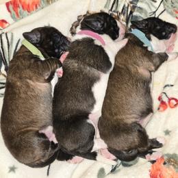 Saint Bernard puppies from Cincinnati St. Bernards