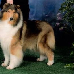 Collies from Kara Christo Collies