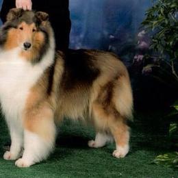 Collies from Kara Christo Collies