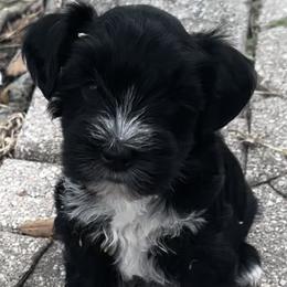 Miniature Schnauzer puppies from Blue Ribbon Schnauzers