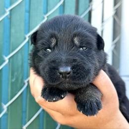 Matterhorn - Pink girl - Bi-color female German Shepherd puppy in Oakley, California from Von Guadachi German Shepherds & Audacity Border Collies