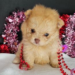 Pepper's Rollercoaster - Chocolate merle male Pomeranian puppy in Plant City, Florida from Pepper's Pomeranians