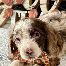 Mr. Red-4800 - Dapple male Dachshund puppy in Ocala/Gainesville, Florida from From the Heart Doxies
