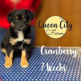 Cranberry (pink) - Black tri-color female Australian Shepherd puppy in Falmouth, Kentucky from Queen City Farm
