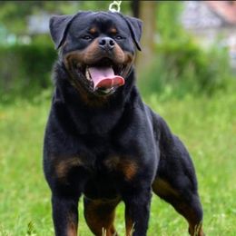 Boss - Rottweiler