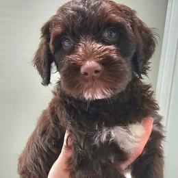 Falcon - Brown and white male Portuguese Water Dog puppy in Hammonton, New Jersey from Jersey Girls Portuguese Water Dogs