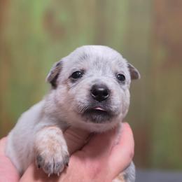 Black Collar Male - Blue male Australian Cattle Dog puppy in Riverton, Utah from Rundown Ranch Cattle Dogs