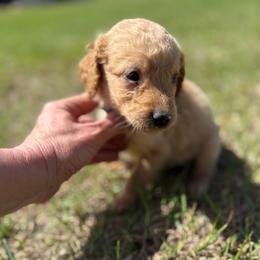 Teddy - Apricot male Goldendoodle puppy in Ambrose, Georgia from Brandilyn's Aussies