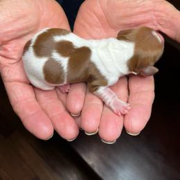 Pink collar - Piebald female Dachshund puppy in Paradise, Texas from Cap Ranch Miniature Dachshunds