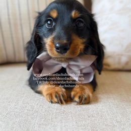 Griffin - Black and tan male Dachshund puppy in Cape Coral, Florida from Dear Dachshunds