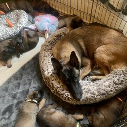 Belgian Malinois Puppies from BlueStone
