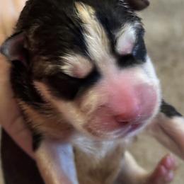 Snicker(doodle) - Black and white male Siberian Husky puppy in Mechanicsville, Virginia from Shinko Siberians