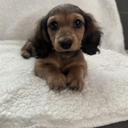 Dachshund Puppies from Mulberry Dachshunds