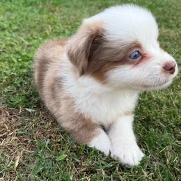RMM2 - Red merle male Toy Australian Shepherd puppy in Pryor Creek, Oklahoma from DK’s Littles & Co