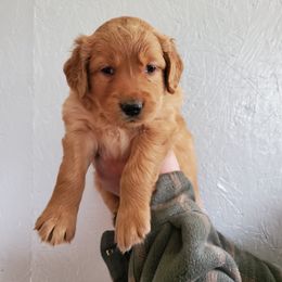 Golden Retriever Puppies from Emma's Golden Puppers