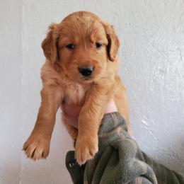 Golden Retriever Puppies from Emma's Golden Puppers